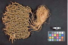 Foto (Frontalansicht) von Frauenhaarschmuck aus Süßwasserschnecken (NHMW-ZOO-MO-0081100-ETH-130)